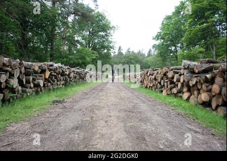 Faire du vélo à travers la Nouvelle forêt sur des pistes cyclables au-delà de piles de bois haché. Banque D'Images