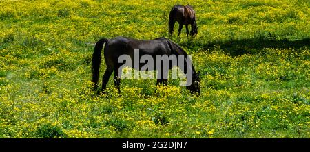 Deux chevaux paître dans un champ de buttercups. Banque D'Images