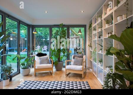 Une usine dans une maison familiale, avec beaucoup de plantes sur les étagères. Banque D'Images