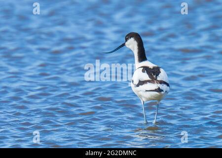 Gros plan d'un pied Avocet, Recurvirostra avosetta, fourragé dans l'eau bleue Banque D'Images