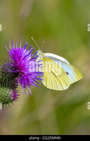 Pieris rapae, petit papillon blanc alimentant le nectar de fleurs roses pourpres dans un pré coloré. Lumière du soleil naturelle, couleurs éclatantes, f. Sélect Banque D'Images