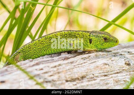 Lézard sable, Lacerta agilis, mâle vert. Chauffage au soleil, reposant sur le bois dans une forêt Banque D'Images