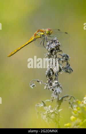 Vue d'un commun Darter, Sympetrum striolatum, femelle avec ses ailes s'étaler il sèche ses ailes dans le début, lumière chaude du soleil Banque D'Images