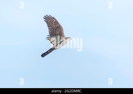 Sparrowhawk eurasien, Accipiter nisus, oiseau de proie dans la chasse en vol au-dessus d'un champ. Banque D'Images