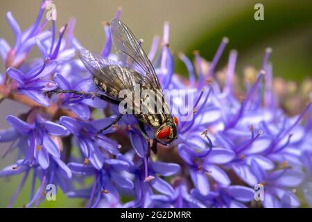 Mouche à chair, Sarcophagidae , pollinisation des fleurs violettes. Banque D'Images
