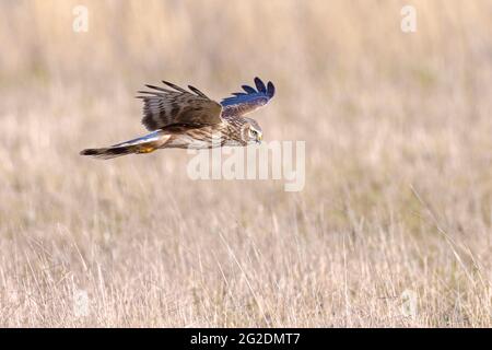 Femelle Hen harrier Circus cyaneus ou harrier du nord chassant au-dessus un pré pendant un hiver froid Banque D'Images