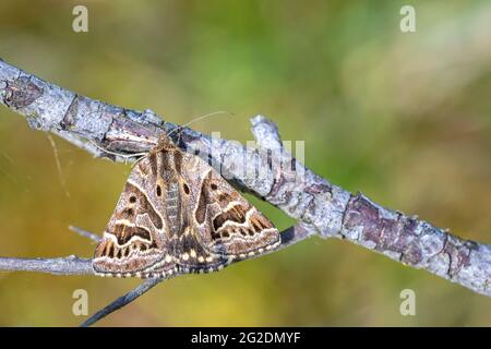 Closéeu d'un mi callistege, mère shipton Moth, reposant sur une branche d'arbre Banque D'Images