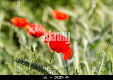 Les fleurs coquelicots dans le blé Banque D'Images