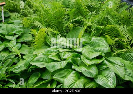 Brousse verte de Hosta et de fougères en été. Plante décorative pour jardin. Banque D'Images