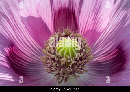 Fleur rose-violette du pavot à opium avec étamine et graine de graine Banque D'Images