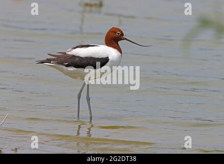 Avocet à col rouge (Recurvirostra novaehollandiae) adulte en eau peu profonde au sud-est du Queensland, en Australie Janvier Banque D'Images