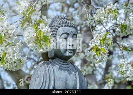 Le visage de Bouddha. Statue de Bouddha sous le cerisier à fleurs. Fleur de cerisier blanche parfumée autour de la statue de Bouddha au printemps Banque D'Images