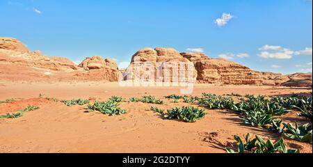 Formations de falaises rocheuses dans le désert de Wadi Rum, soleil brillant brille sur la poussière rouge et les rochers, plantes de calmar de mer (Drimia maritima) en premier plan, ciel bleu au-dessus Banque D'Images