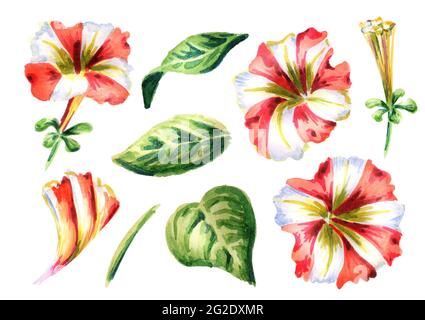 Ensemble de fleurs pétunia rouges et blanches. Illustration aquarelle dessinée à la main Banque D'Images