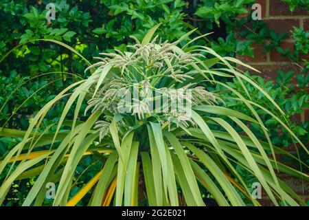 Tête de fleur émergeant sur une cordyline australis, communément connue sous le nom de chou, chou-palme ou tī kōuka Banque D'Images