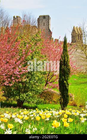 Château d'Arundel, Arundel, West Sussex, pendant le Festival annuel des tulipes Banque D'Images