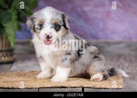 Mini Blue Merle Aussiedoodle chiot à 5 semaines avec fond violet Banque D'Images