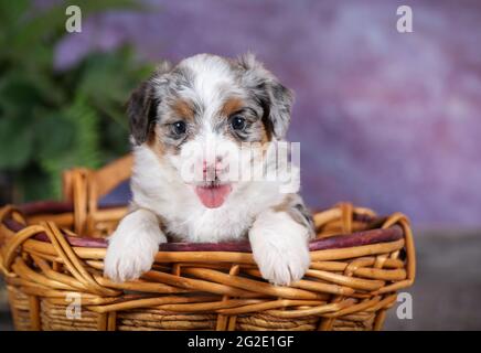 Mini Blue Merle Aussiedoodle chiot dans un panier à 5 semaines avec fond violet Banque D'Images