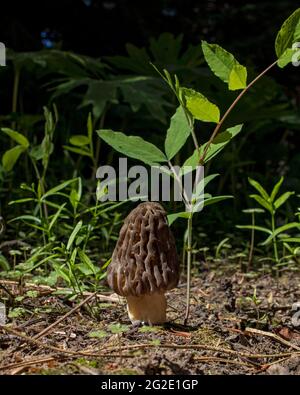 Un champignon morel sauvage qui pousse sur le fond de la forêt, au printemps Banque D'Images