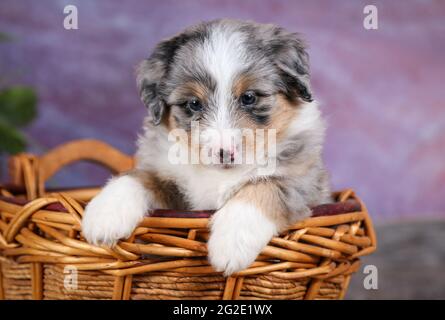 Mini Blue Merle Aussiedoodle chiot dans un panier à 5 semaines avec fond violet Banque D'Images