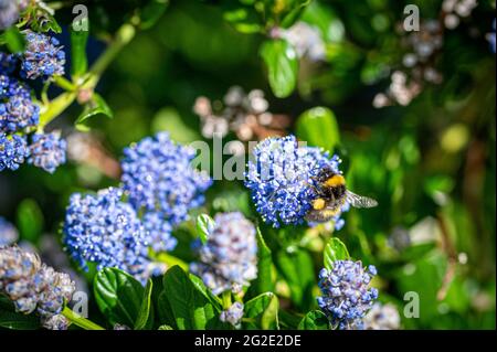 Bumblebee collectant du pollen d'un Bush californien à lilas, ceanothus thyrsiflorus Banque D'Images