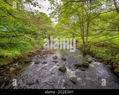Hardcastle Crags, vallée boisée de Pennine dans le West Yorkshire, Angleterre Banque D'Images