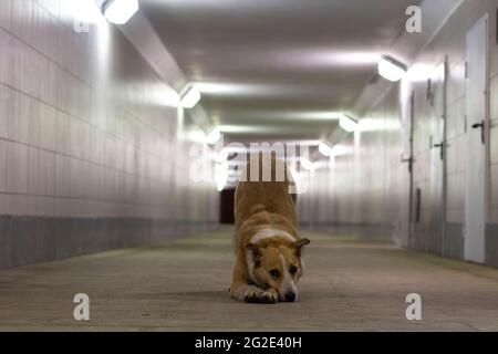 Chien sans abri dans le tunnel. Le chien vit dans la rue. L'animal est à la recherche d'un maître. Chien sans abri la nuit dans une traversée piétonne. Banque D'Images