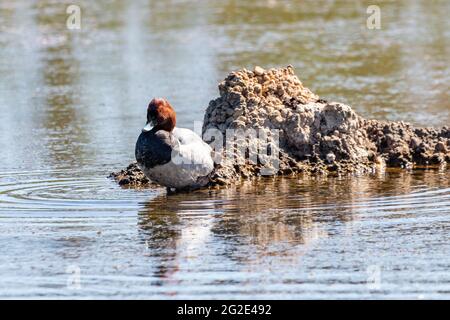 Le verger commun est un canard de plongée de taille moyenne. Le nom scientifique est Aythya ferina. Photo prise dans le parc naturel de marismas del Odiel à Huelva, Andal Banque D'Images