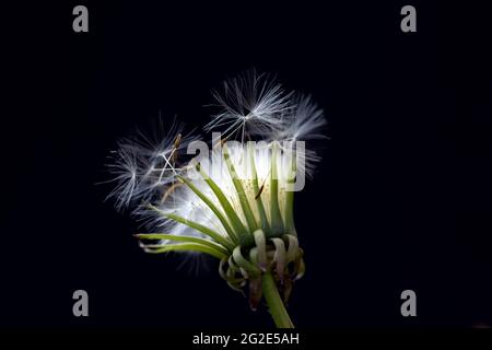 Blouwball, pissenlit (genre Taraxacum) Banque D'Images