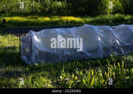 Serre pour tomates. Potager en Russie. Les tomates poussent sous une verrière. Serre pour la culture de légumes. Banque D'Images