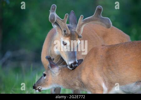 Buck de cerf à queue blanche avec bois de velours au printemps toilettant un buck plus petit (Odocoileus virginianus) Banque D'Images