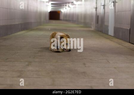 Chien sans abri dans le tunnel. Le chien vit dans la rue. L'animal est à la recherche d'un maître. Chien sans abri la nuit dans une traversée piétonne. Banque D'Images