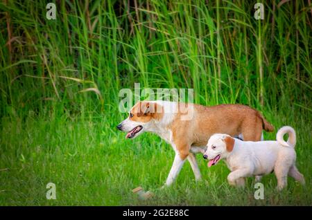 Une mère de chien marche sur le côté d'une route avec l'un de ses chiots, le 9 juin 2021, à Bayou la Batre, Alabama. La paire faisait partie d'un groupe de d errants Banque D'Images