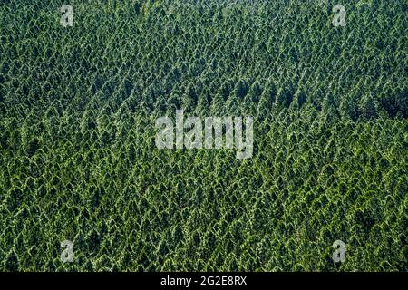 Plantations de pins de la forêt d'état vues depuis le point de vue de Wild Horse Mountain, Beerburrum East State Forest, l'arrière-pays de la Sunshine Coast, Queensland, Australie Banque D'Images