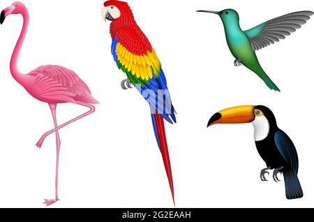 Ensemble d'oiseaux exotiques isolés. Oiseaux tropicaux pour les fonds d'été. Flamingo, perroquet, colibri et toucan. Illustration de Vecteur