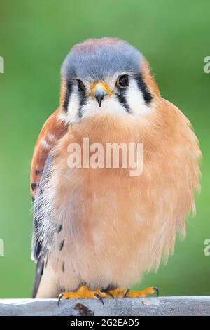 Kestrel américain (homme) Banque D'Images