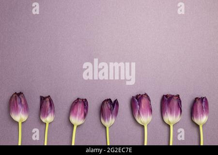 Fleurs de tulipe violettes sur fond violet. flat lay, vue de dessus, espace de copie Banque D'Images