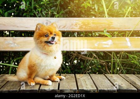 Chien mini brun orange Pomeranian ont collier mini cloche sont assis sur une chaise en bois dans le jardin de style vintage sur fond avec espace de copie. Banque D'Images