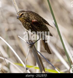 Jeune mâle ailé de rouge Blackbird perché sur l'herbe d'eau. Comté de Santa Clara, Californie, États-Unis. Banque D'Images