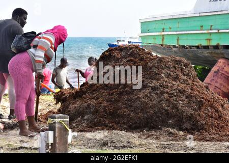 L'herbe de mer de Sargassum à la Barbade Banque D'Images