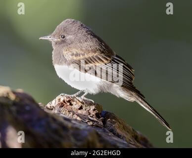 Phoebe noir juvénile perché sur un rocher. Comté de Santa Clara, Californie, États-Unis. Banque D'Images