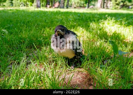 une petite poussette à capuchon est posée sur le sol. le corbeau gris. Banque D'Images