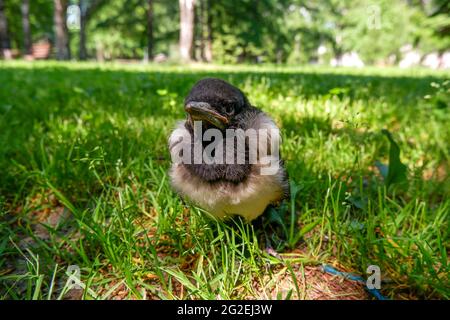 une petite poussette à capuchon est posée sur le sol. le corbeau gris. Banque D'Images