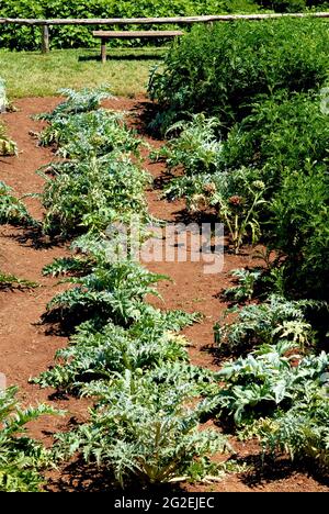 Le jardin des légumes sur le terrain de Monticello, domaine du président Thomas Jefferson près de Charlottesville, en Virginie, une destination touristique populaire. Banque D'Images