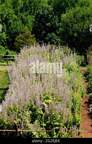 Le jardin des légumes sur le terrain de Monticello, domaine du président Thomas Jefferson près de Charlottesville, en Virginie, une destination touristique populaire. Banque D'Images