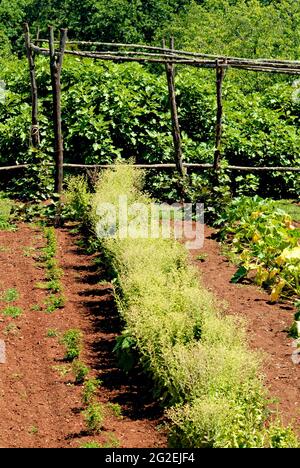 Le jardin des légumes sur le terrain de Monticello, domaine du président Thomas Jefferson près de Charlottesville, en Virginie, une destination touristique populaire. Banque D'Images