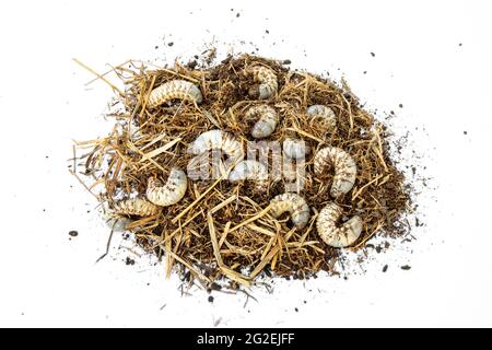 masses larves de ver blanc de cococotier rhinoceros scarabée dans la paille de pieu. insectes nuisibles et problème de plantation de noix de coco et de palmier. isolé sur le dos blanc Banque D'Images