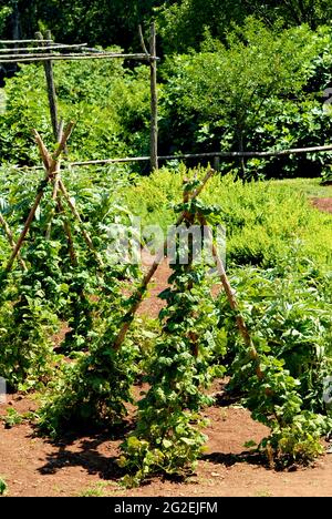 Le jardin des légumes sur le terrain de Monticello, domaine du président Thomas Jefferson près de Charlottesville, en Virginie, une destination touristique populaire. Banque D'Images