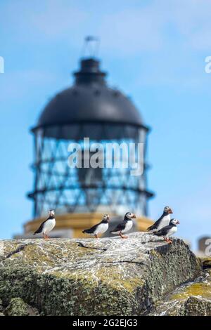 Firth of Forth, Royaume-Uni. 10 juin 2021 photo : une colonie de macareux devant le phare Stevenson sur l'île de mai. Le premier poussin est né le 26 mai de cette année, un peu plus tôt que d'habitude. Crédit : Rich Dyson/Alay Live News Banque D'Images