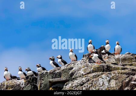 Firth of Forth, Royaume-Uni. 10 juin 2021 en photo : une colonie de macareux sur l'île de mai en Écosse. Le premier poussin est né le 26 mai de cette année, un peu plus tôt que d'habitude. Crédit : Rich Dyson/Alay Live News Banque D'Images